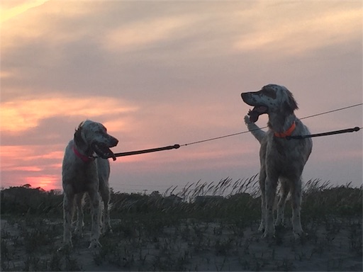 f:id:dog99line:20170521222729j:image f:id:dog99line:20170521222729j:image