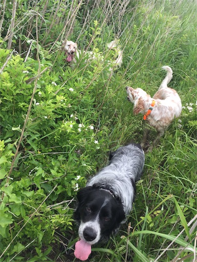 f:id:dog99line:20170525224246j:image f:id:dog99line:20170525224246j:image