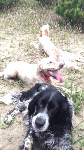 f:id:dog99line:20170525225212j:image f:id:dog99line:20170525225212j:image