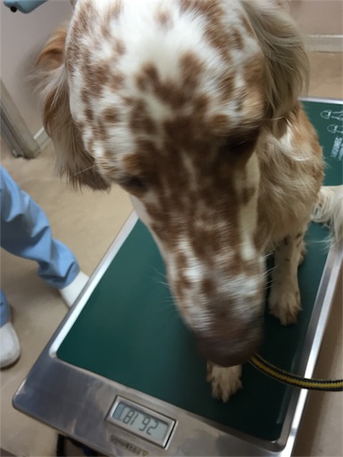 f:id:dog99line:20170621211147j:image f:id:dog99line:20170621211147j:image
