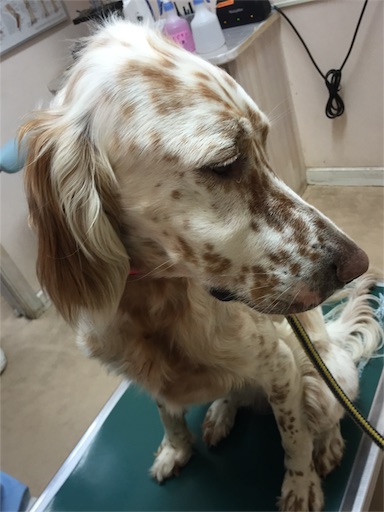 f:id:dog99line:20170621211729j:image f:id:dog99line:20170621211729j:image
