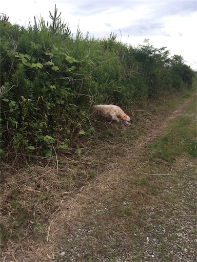 f:id:dog99line:20170630223429j:image f:id:dog99line:20170630223429j:image