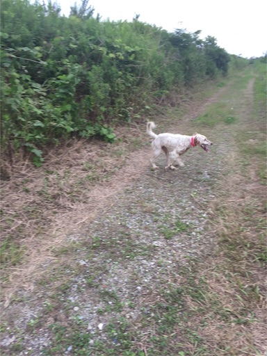 f:id:dog99line:20170630223525j:image f:id:dog99line:20170630223525j:image