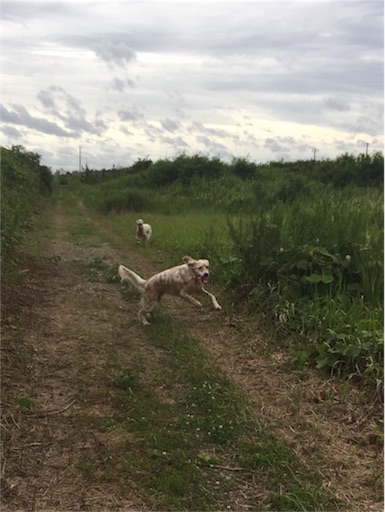 f:id:dog99line:20170630223801j:image f:id:dog99line:20170630223801j:image