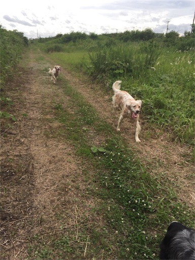 f:id:dog99line:20170630223815j:image f:id:dog99line:20170630223815j:image