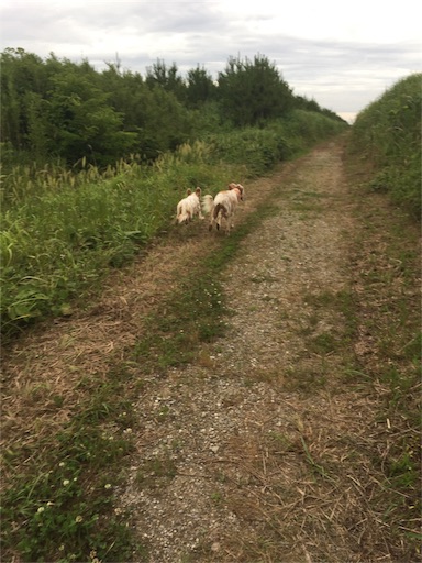 f:id:dog99line:20170630223832j:image f:id:dog99line:20170630223832j:image