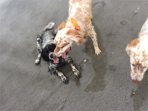 f:id:dog99line:20170630224503j:image f:id:dog99line:20170630224503j:image