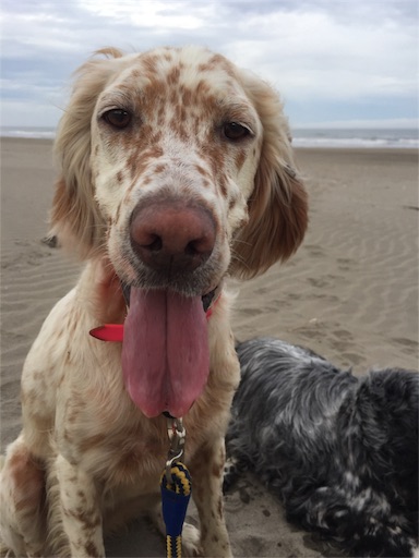 f:id:dog99line:20170630224615j:image f:id:dog99line:20170630224615j:image
