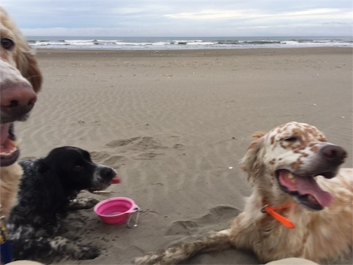 f:id:dog99line:20170630224704j:image f:id:dog99line:20170630224704j:image