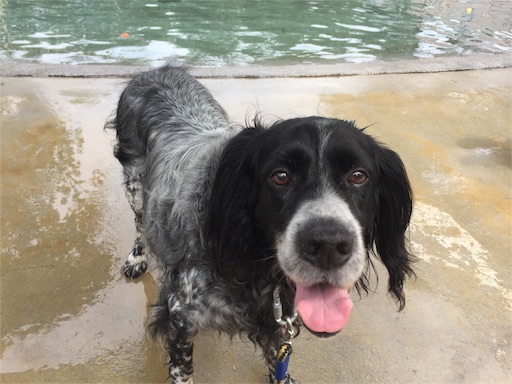 f:id:dog99line:20170909140717j:image f:id:dog99line:20170909140717j:image