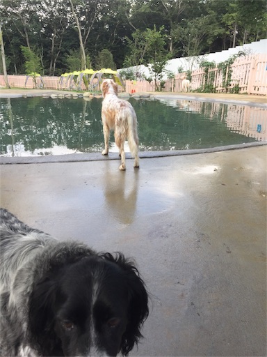 f:id:dog99line:20170909140851j:image f:id:dog99line:20170909140851j:image