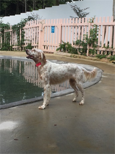 f:id:dog99line:20170909141050j:image f:id:dog99line:20170909141050j:image