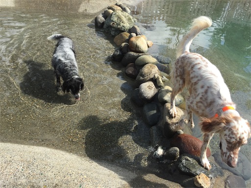 f:id:dog99line:20170909141627j:image f:id:dog99line:20170909141627j:image