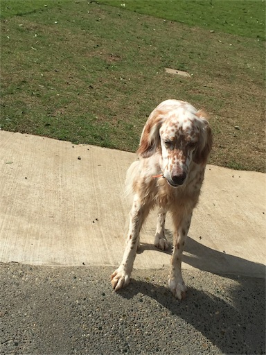 f:id:dog99line:20170909141801j:image f:id:dog99line:20170909141801j:image