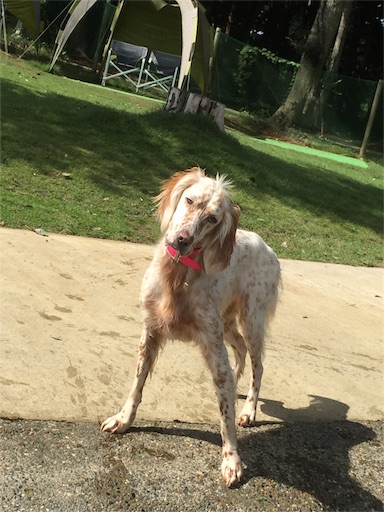 f:id:dog99line:20170909141814j:image f:id:dog99line:20170909141814j:image