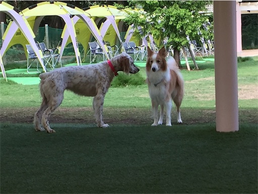 f:id:dog99line:20170909142105j:image f:id:dog99line:20170909142105j:image