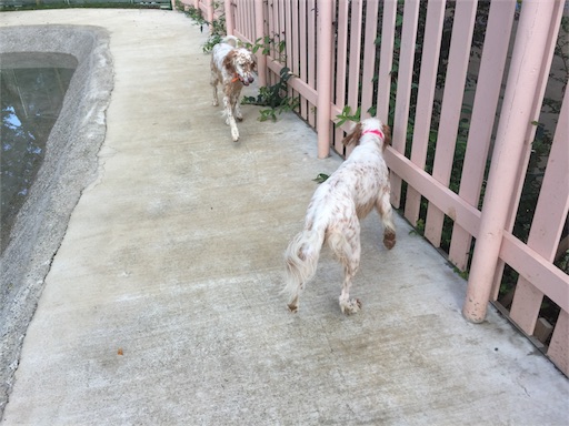 f:id:dog99line:20170909142716j:image f:id:dog99line:20170909142716j:image