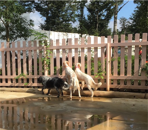 f:id:dog99line:20170909143019j:image f:id:dog99line:20170909143019j:image