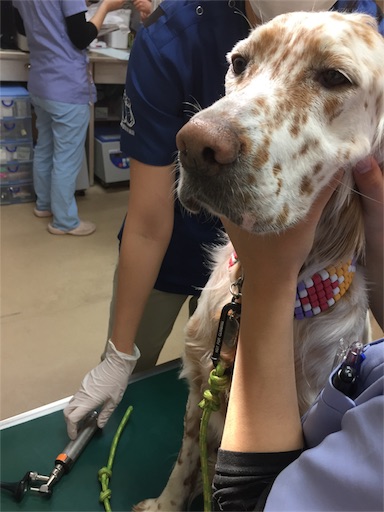 f:id:dog99line:20180206123507j:image f:id:dog99line:20180206123507j:image