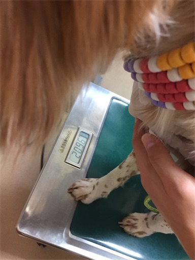 f:id:dog99line:20180206124625j:image f:id:dog99line:20180206124625j:image