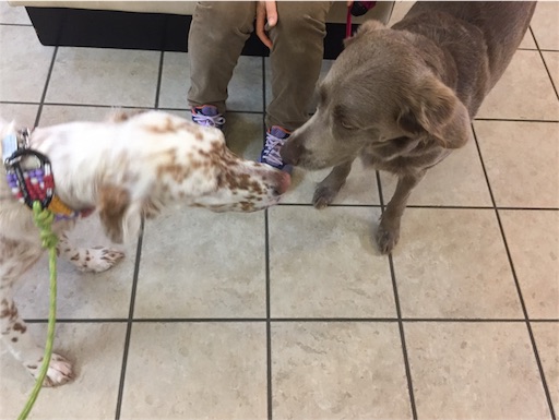 f:id:dog99line:20180206125553j:image f:id:dog99line:20180206125553j:image