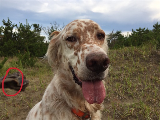 f:id:dog99line:20180710105846j:image f:id:dog99line:20180710105846j:image