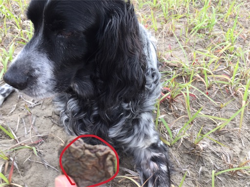 f:id:dog99line:20180710105850j:image f:id:dog99line:20180710105850j:image