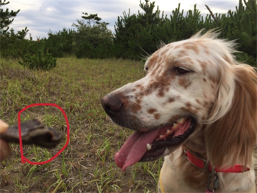 f:id:dog99line:20180710105853j:image f:id:dog99line:20180710105853j:image