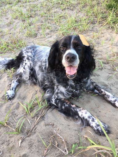 f:id:dog99line:20180909225230j:image f:id:dog99line:20180909225230j:image