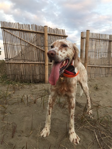 f:id:dog99line:20181222225445j:image f:id:dog99line:20181222225445j:image