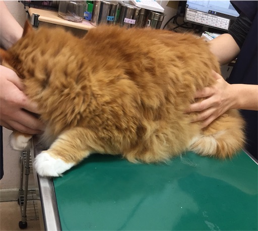 f:id:dog99line:20190113091940j:image f:id:dog99line:20190113091940j:image