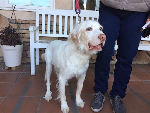 f:id:dog99line:20190113092500j:image f:id:dog99line:20190113092500j:image
