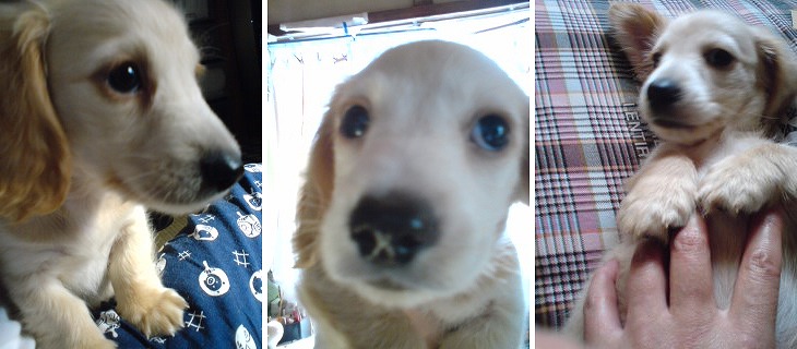 f:id:dog_life_saving:20120206152740j:image