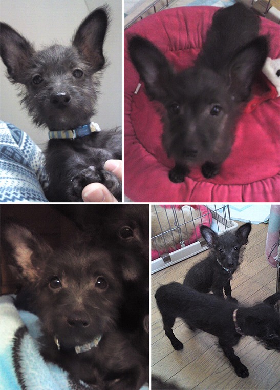 f:id:dog_life_saving:20120206152744j:image