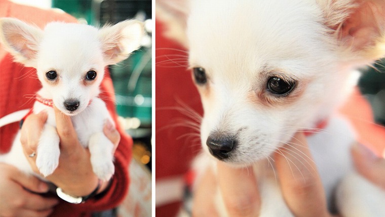 f:id:dog_life_saving:20120206152749j:image f:id:dog_life_saving:20120206152749j:image