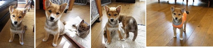 f:id:dog_life_saving:20120213154521j:image