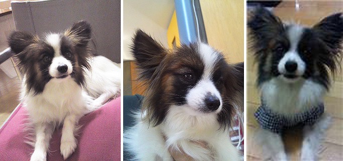 f:id:dog_life_saving:20120213160025j:image