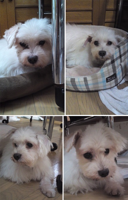 f:id:dog_life_saving:20120213162548j:image