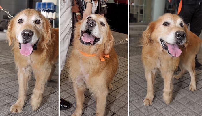 f:id:dog_life_saving:20120213162550j:image f:id:dog_life_saving:20120213162550j:image