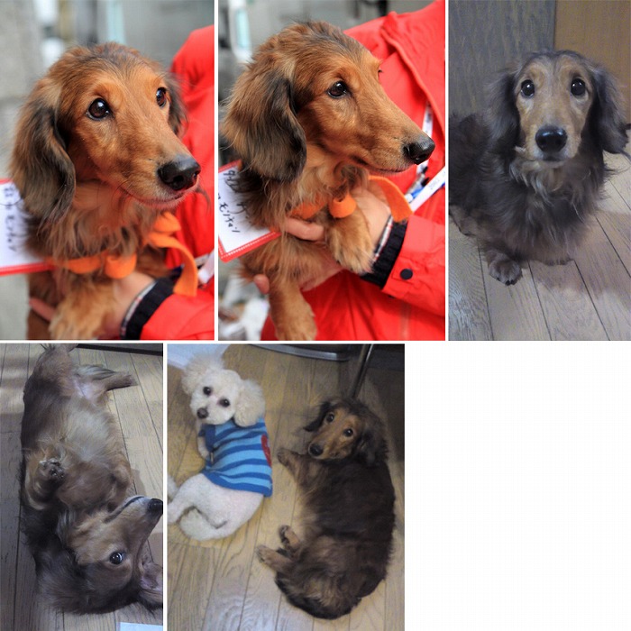 f:id:dog_life_saving:20120213162557j:image