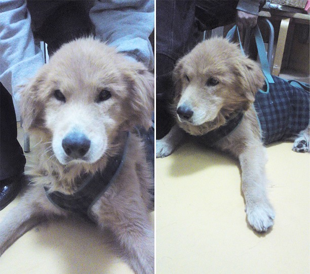 f:id:dog_life_saving:20120213170738j:image