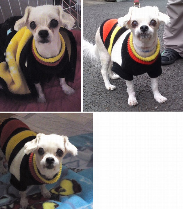 f:id:dog_life_saving:20120313135748j:image
