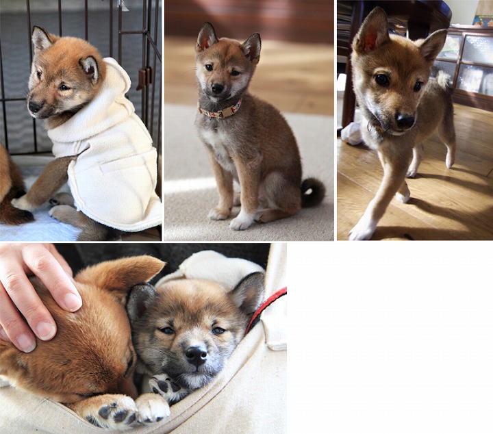 f:id:dog_life_saving:20120313135750j:image