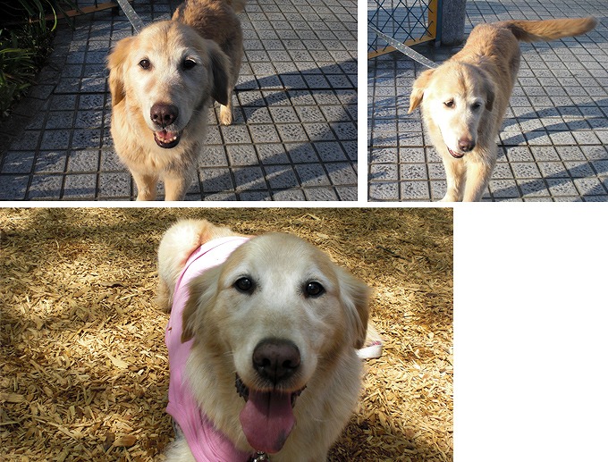 f:id:dog_life_saving:20120313143031j:image