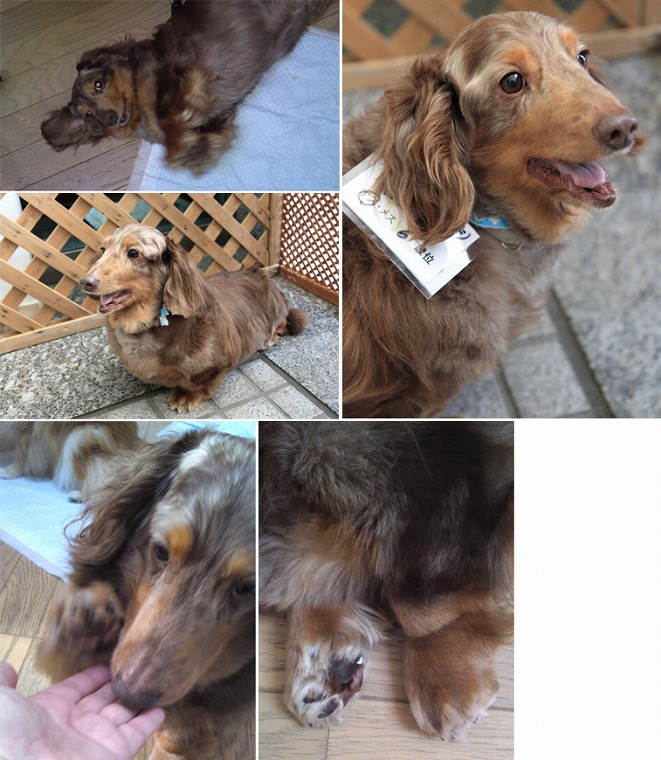 f:id:dog_life_saving:20120816144430j:image