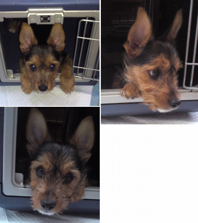 f:id:dog_life_saving:20120816144432j:image