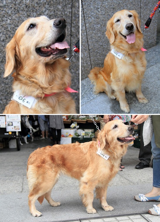 f:id:dog_life_saving:20120816144435j:image