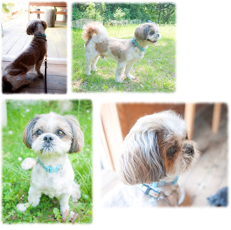 f:id:dog_life_saving:20120816144439j:image