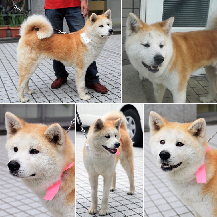 f:id:dog_life_saving:20120816144442j:image