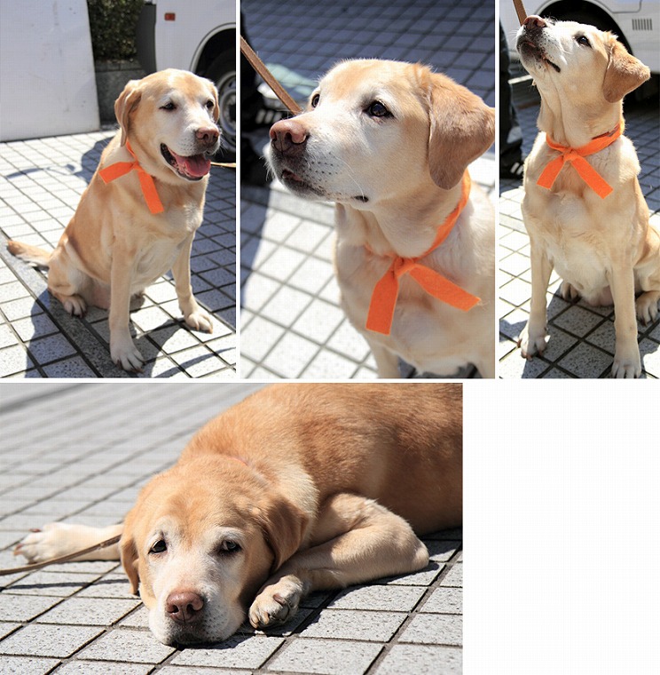 f:id:dog_life_saving:20120816160449j:image